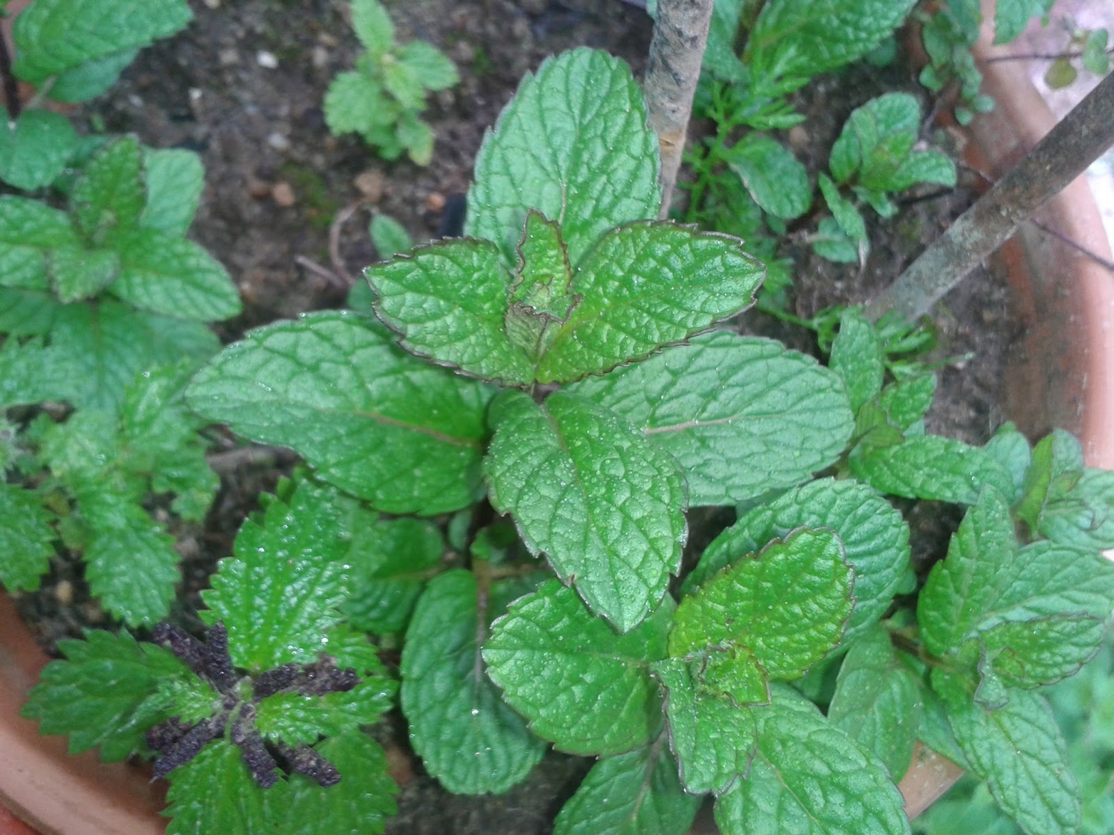 El tio yerbas: Hierbabuena